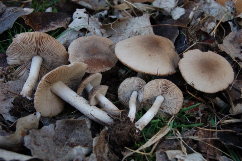 Psathyrella melanthina